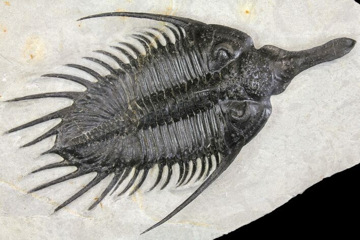 Huge, Spiny Psychopyge Trilobite - Issoumour, Morocco #160889